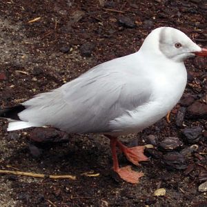 Grey-hooded Gull (Larus cirrhocephalus)