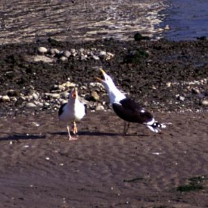 Great Black-backed Gulls (Larus marinus)