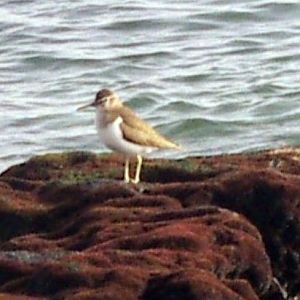 Common Sandpiper (Actitis hypoleucos)