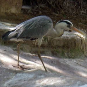 Grey Heron (Ardea cinerea)