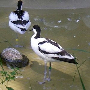 Pied Avocet (Recurvirostra avosetta)
