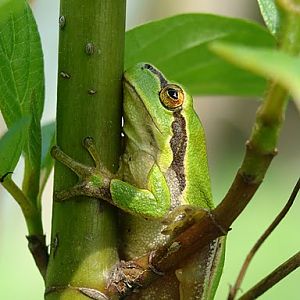 Hyla arborea