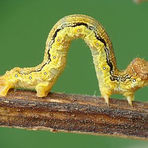 CATERPILLAR
