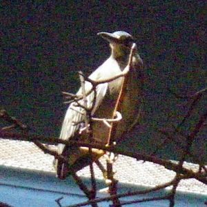 Striated Heron (Butorides striatus)