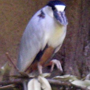 Boat-billed Heron (Cochlearius cochlearius)
