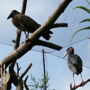 Hammerkop (Scopus umbretta) and Abdim's stork (Ciconia abdimii)