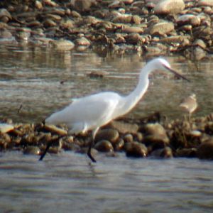 Little Egret (Egretta garzetta)