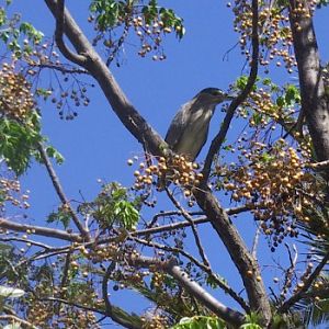 Black-crowned Night Heron (Nycticorax nycticorax)