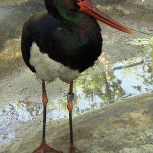 Black Stork (Ciconia nigra)
