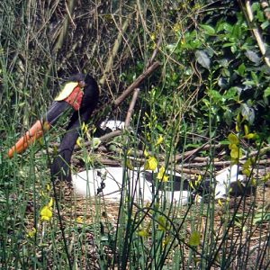 Saddlebill Stork (Ephippiorhynchus senegalensis)