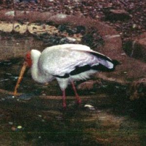 Yellow-billed Stork (Mycteria ibis)