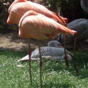 Caribbean Flamingo (Phoenicopterus ruber)