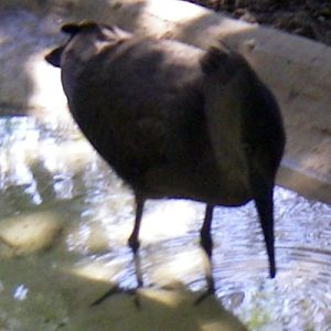 Hammerkop (Scopus umbretta)