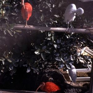 Scarlet ibis (Eudocimus ruber)