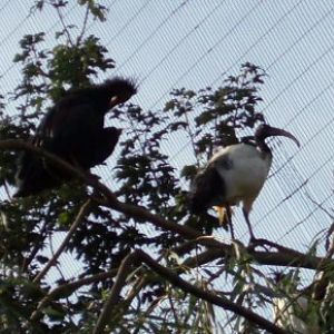 Waldrapp and sacred ibises (Geronticus eremita, Threskiornis aethiopicus)