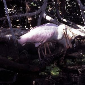Roseate spoonbills (Platalea ajaja)