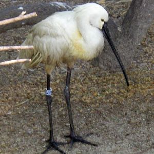 Eurasian Spoonbill (Platalea leucorodia)