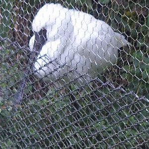 Black-faced Spoonbill (Platalea minor)