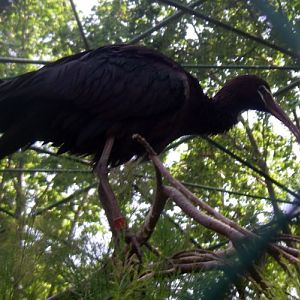 Glossy Ibis (Plegadis falcinellus)