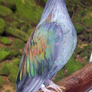 Nicobar Pigeon (Caloenas nicobarica)