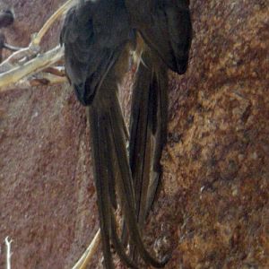 Grey Mousebird (Colius striatus)