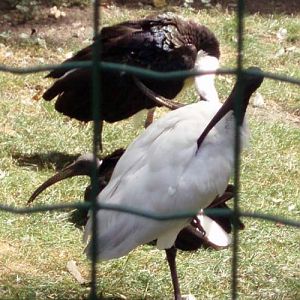Two less common Threskiornis ibises