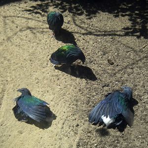 Nicobar Pigeons (Caloenas nicobarica)