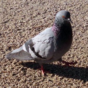 Common Pigeon (Columba livia)