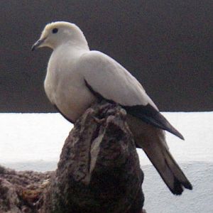 Pied Imperial Pigeon (Ducula bicolor)