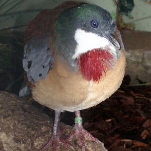 Bartlett's Bleedingheart (Gallicolumba criniger)
