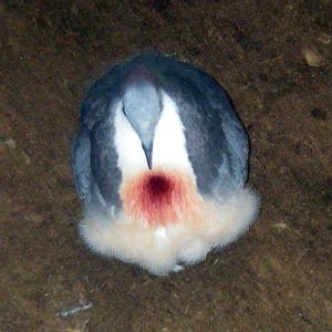 Luzon Bleedingheart (Gallicolumba luzonica)