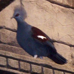 Western Crowned Pigeon (Goura cristata)