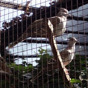 Crested Pigeons (Ocyphaps lophotes)