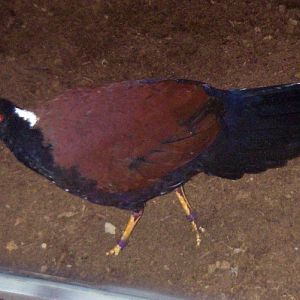Pheasant Pigeon (Otidiphaps nobilis ssp. aruensis)