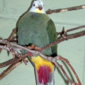 Black-naped Fruit Dove (Ptilinopus melanospila)