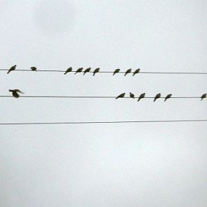 Collared Dove flock (Streptopelia decaocto)