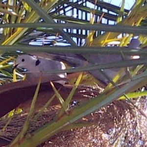 Barbary Dove (Streptopelia roseogrisea)