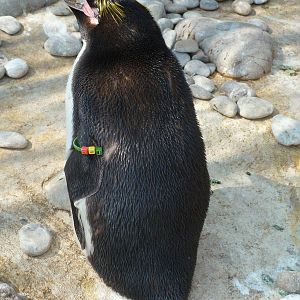 One-eyed macaroni penguin