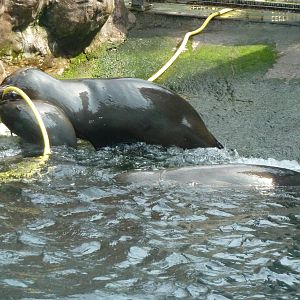 Fur seals playing with hose