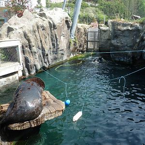 Fur seals with enrichment