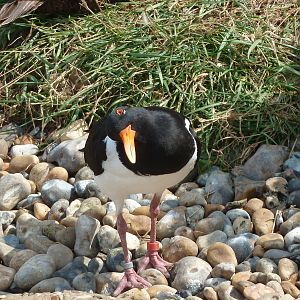 Oystercatcher