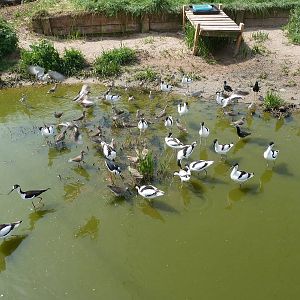 Waders at feeding time