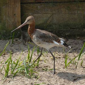 Wilma the black-tailed godwit