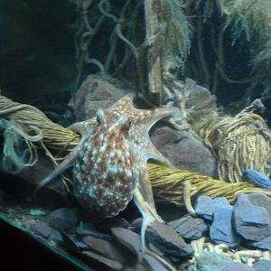 Lesser octopus