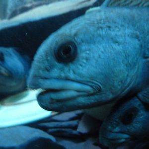 Wolf fish in Octopus odyssey