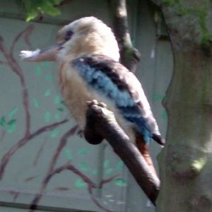 Blue-winged Kookaburra (Dacelo leachii)