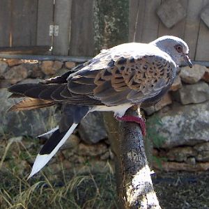 Turtle Dove (Streptopelia turtur)