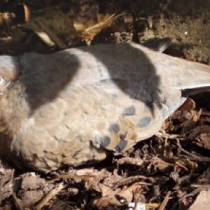 Socorro Dove (Zenaida graysoni)