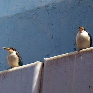 Collared Kingfishers (Halcyon chloris)