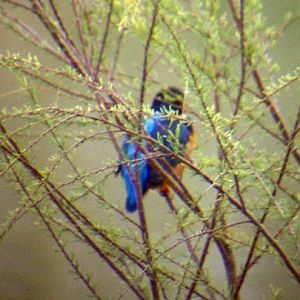 Eurasian Kingfisher (Alcedo atthis)